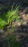 Poa bulbosa