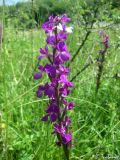 Anacamptis laxiflora subspecies elegans. Соцветие. Крым, Байдарская долина, окр. с. Тыловое, разлив источника Биюк-Чокрак. 10.06.2010.