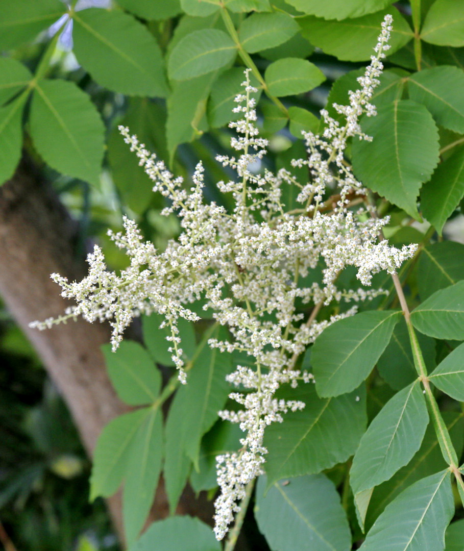 Image of Rhus chinensis specimen.