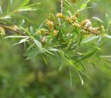 genus Salix. Верхушка веточки с соплодиями. Кабардино-Балкария, Эльбрусский р-н, дол. р. Адылсу, 1 км ниже альплагеря \"Джантуган\", луг. 17 июня 2025 г.