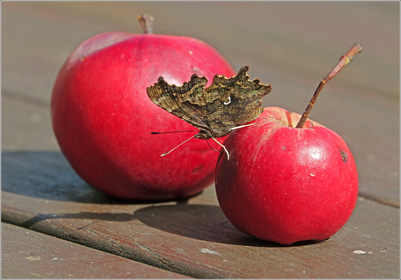 Image of Malus niedzwetzkyana specimen.