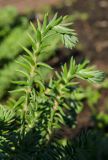 род Sedum. Верхушка вегетирующего побега. Пермь, Ленинский р-н, городская эспланада. 1 сентября 2024 г.