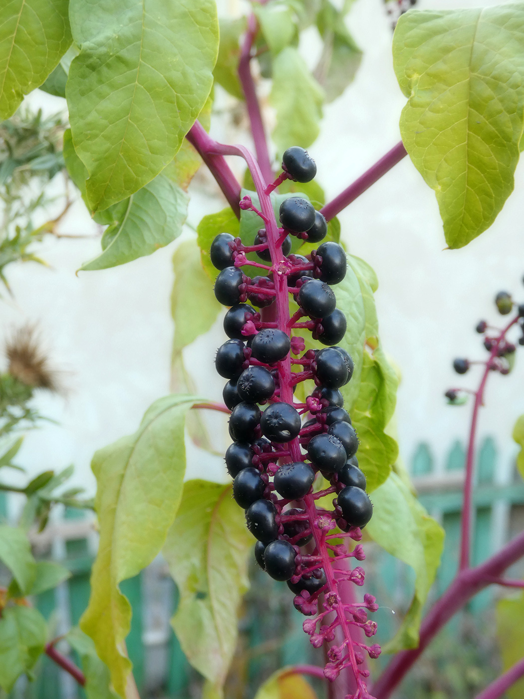 Image of Phytolacca americana specimen.