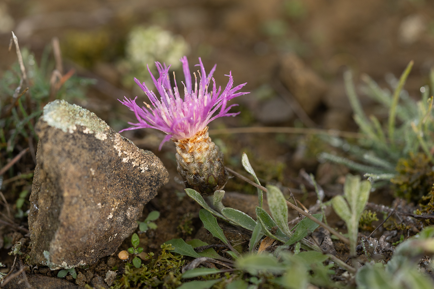 Image of Psephellus carbonatus specimen.
