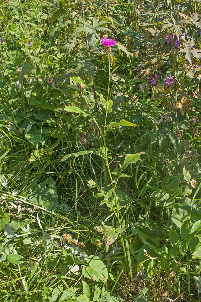 Image of familia Asteraceae specimen.