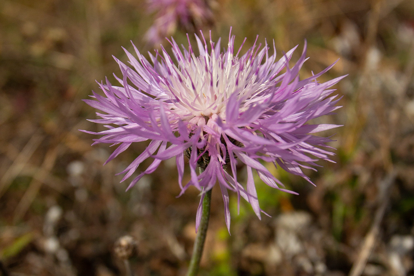 Изображение особи Psephellus declinatus.