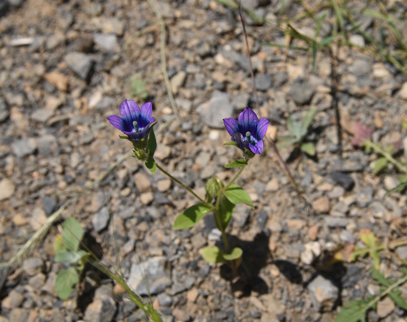 Image of familia Campanulaceae specimen.