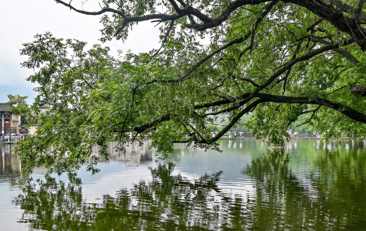 Image of Pterocarya stenoptera specimen.