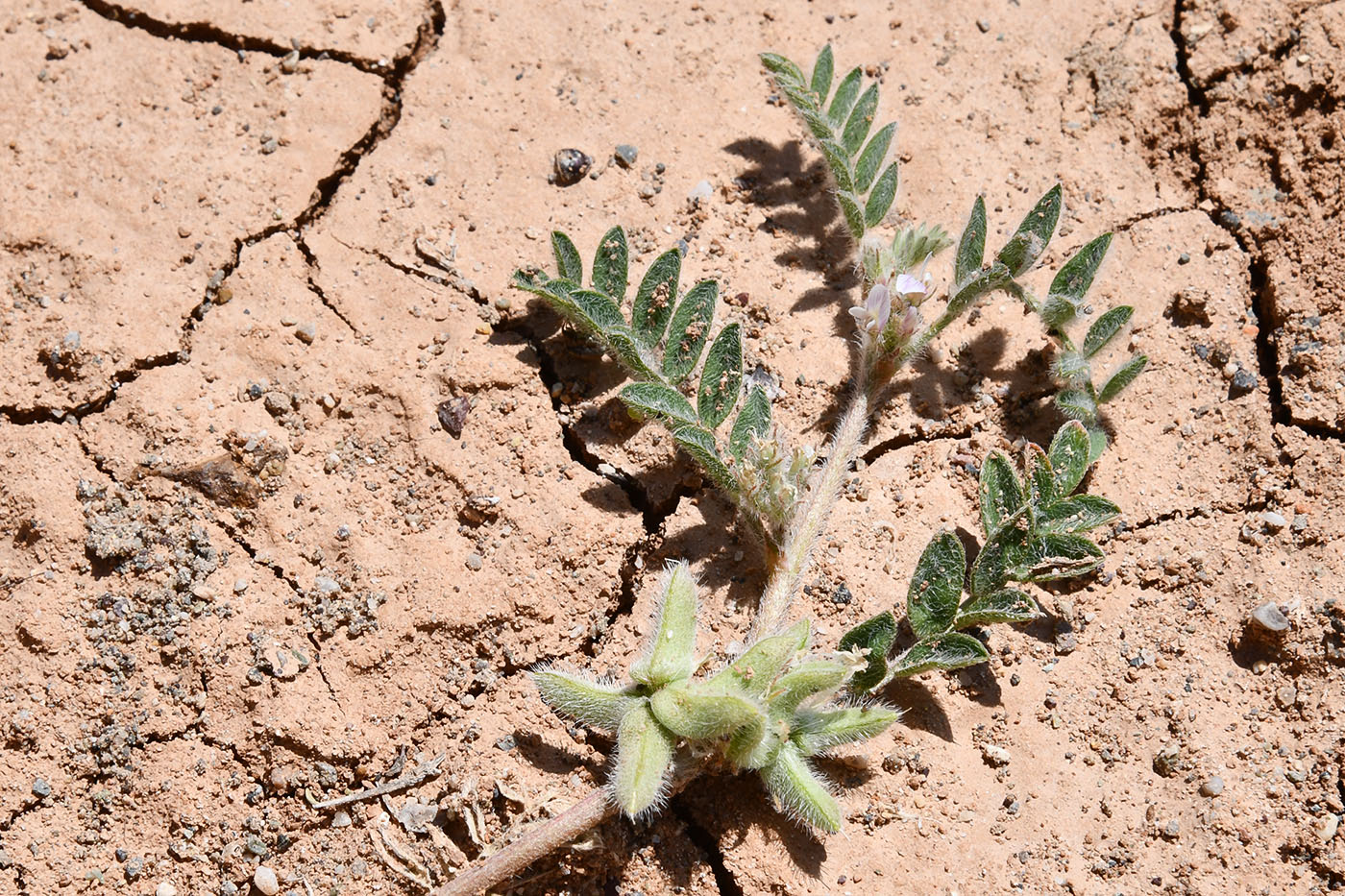 Изображение особи Astragalus tribuloides.