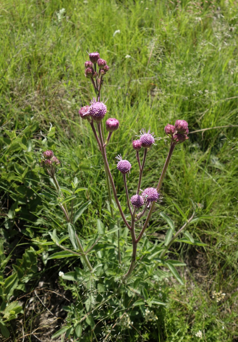 Изображение особи семейство Asteraceae.