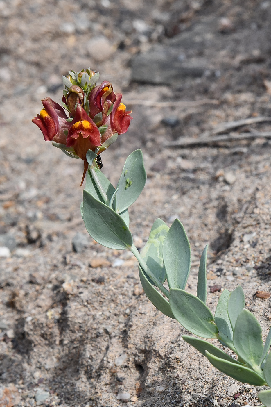 Image of Linaria kokanica specimen.
