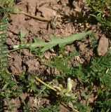 род Taraxacum. Лист. Турция, ил Карс, окр. локального перевала, выс. 2450 м н.у.м., луг. 27 мая 2025 г.