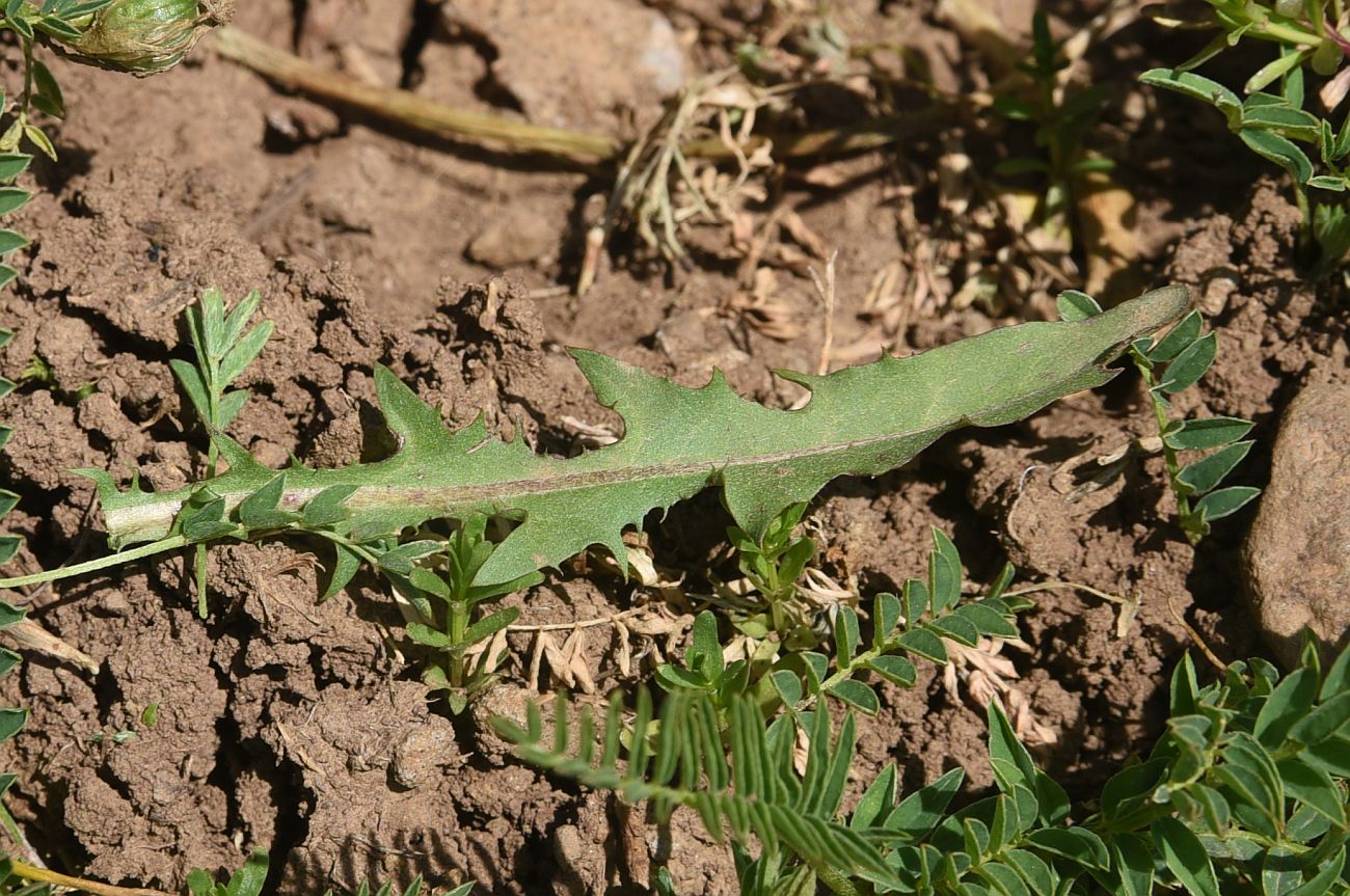 Изображение особи род Taraxacum.