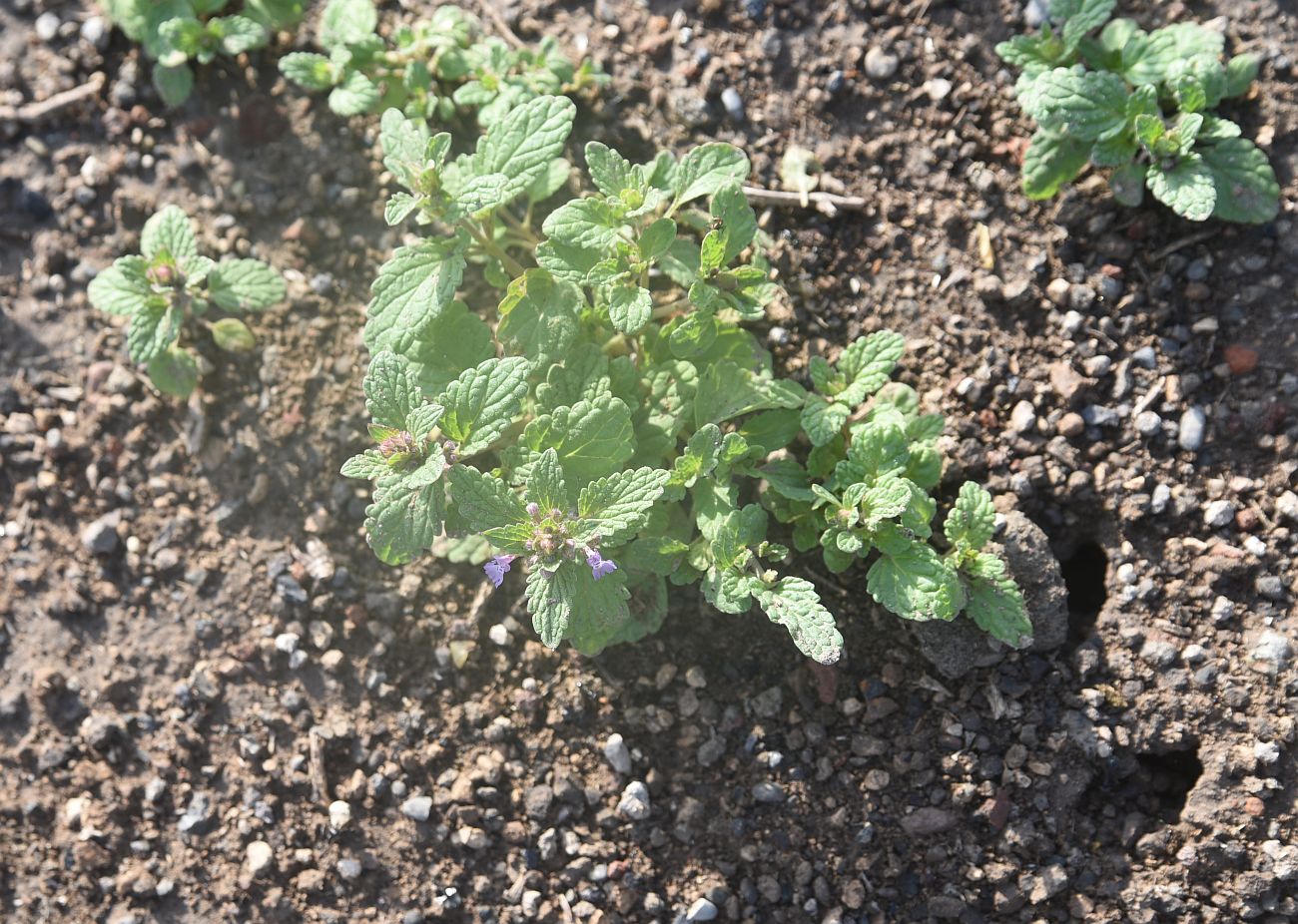 Image of Unknown species specimen.