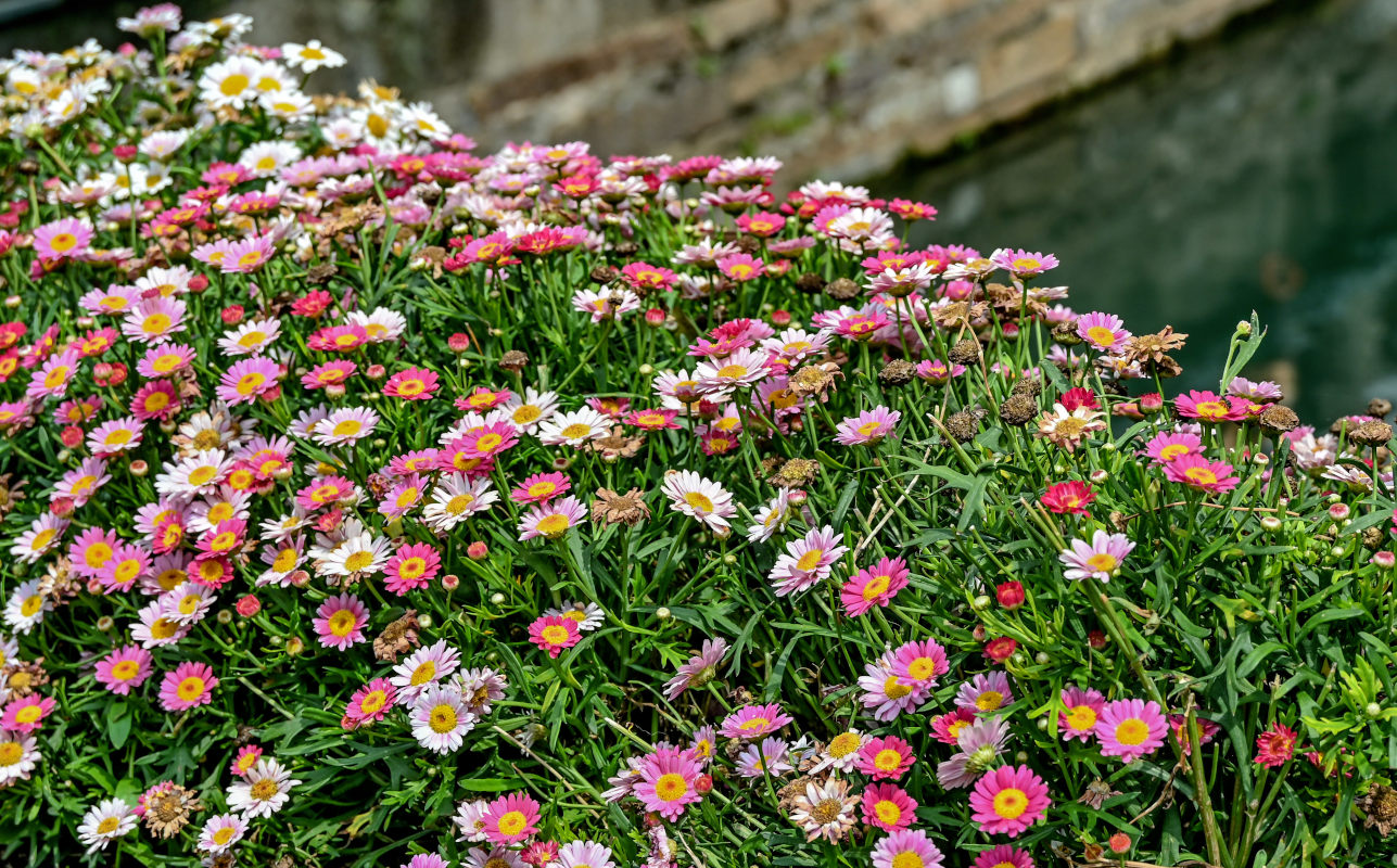 Изображение особи Argyranthemum frutescens.