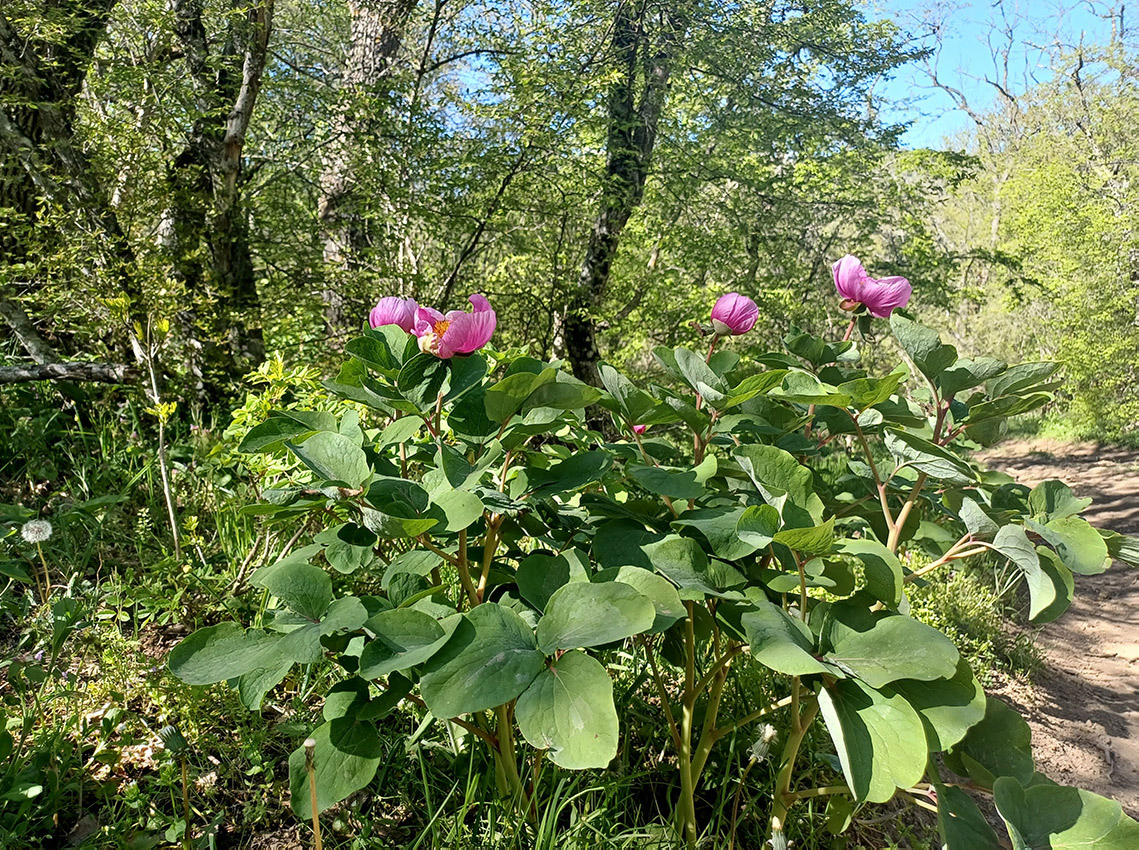 Image of Paeonia daurica specimen.