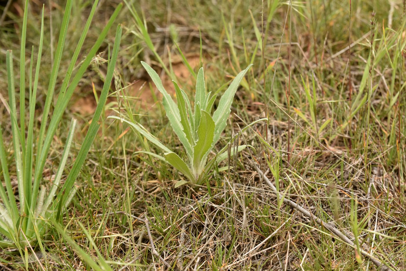 Изображение особи Hyalea pulchella.