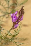 Astragalus barbidens