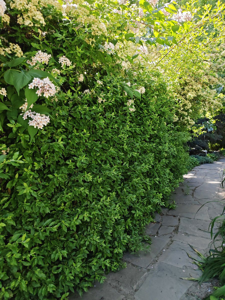 Image of Pyracantha coccinea specimen.