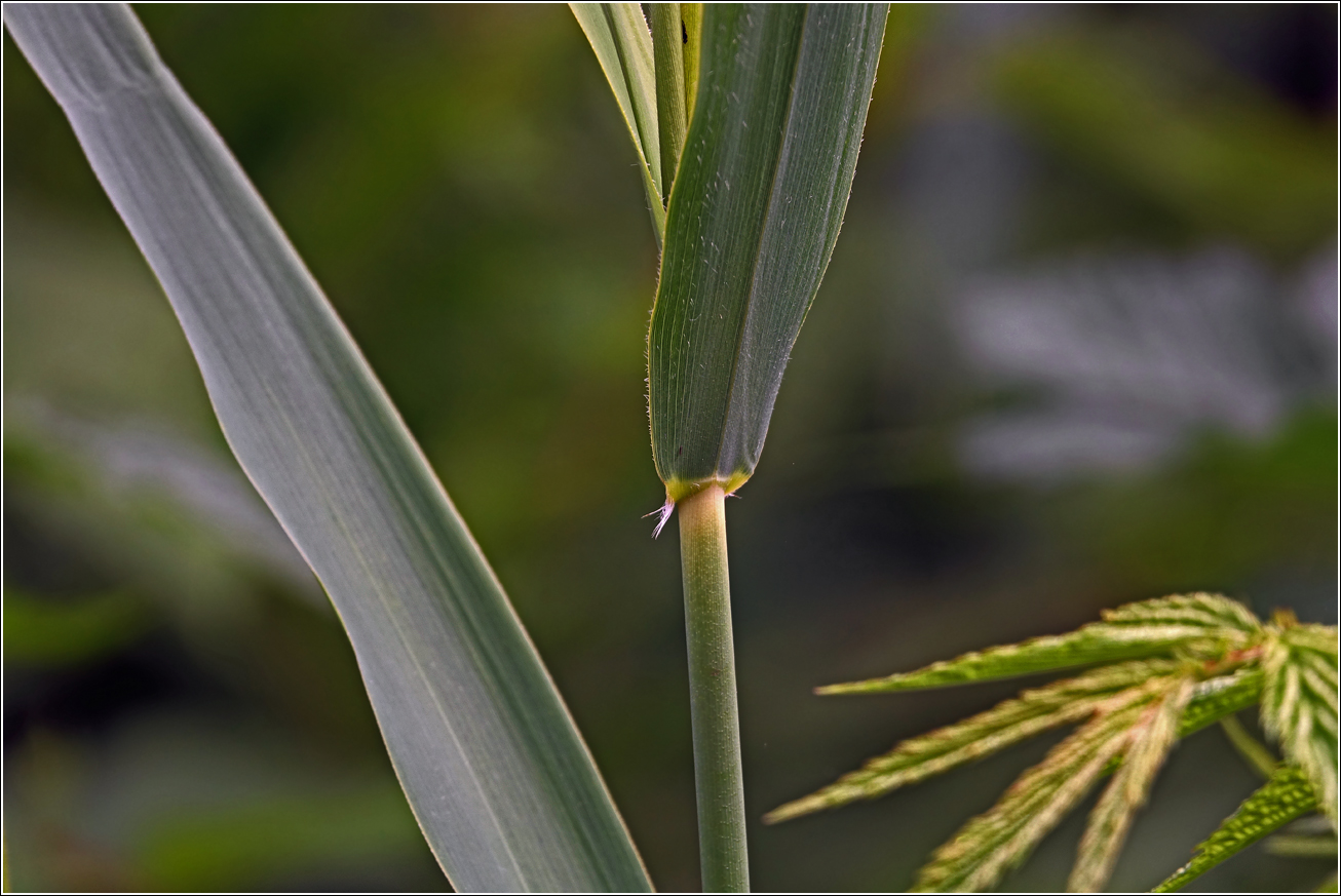 Изображение особи Phragmites australis.