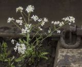 Arabidopsis arenosa. Цветущее и плодоносящее растение. Карелия, г. Петрозаводск, ж.-д. вокзал. 23.05.2026.