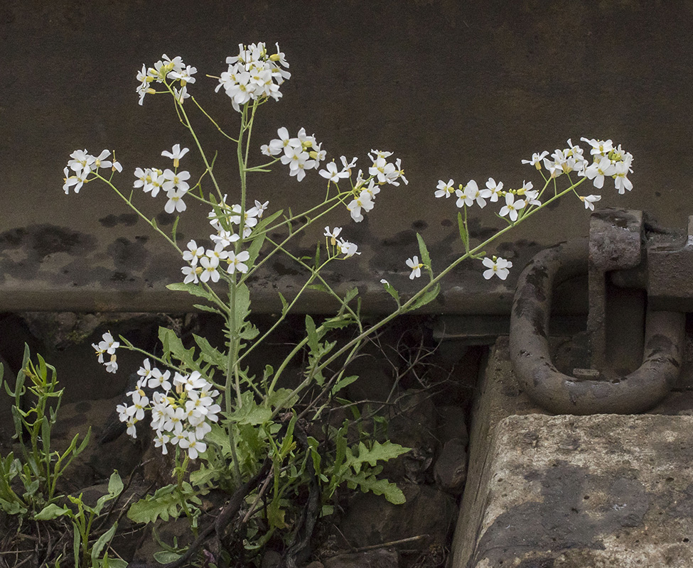 Image of Arabidopsis arenosa specimen.