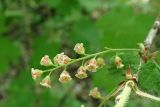 Ribes pallidiflorum. Соцветие. Хабаровский край, г. Комсомольск-на-Амуре, дол. р. Силинка, лиственный лес. 25.05.2026.