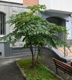 Смотреть изображение Aralia elata