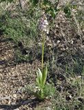 familia Orchidaceae. Цветущее растение. Крым, Караби-яйла, ур. Чигенитра, окр. оз. Хун, обочина тропы. 16.05.2026.