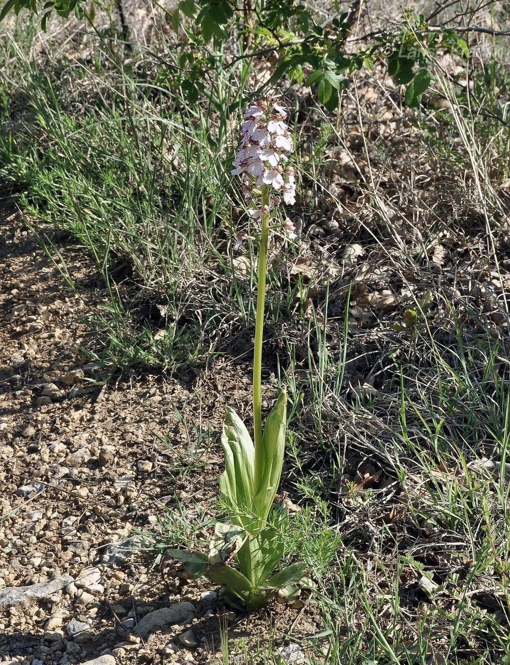 Image of Orchis purpurea specimen.