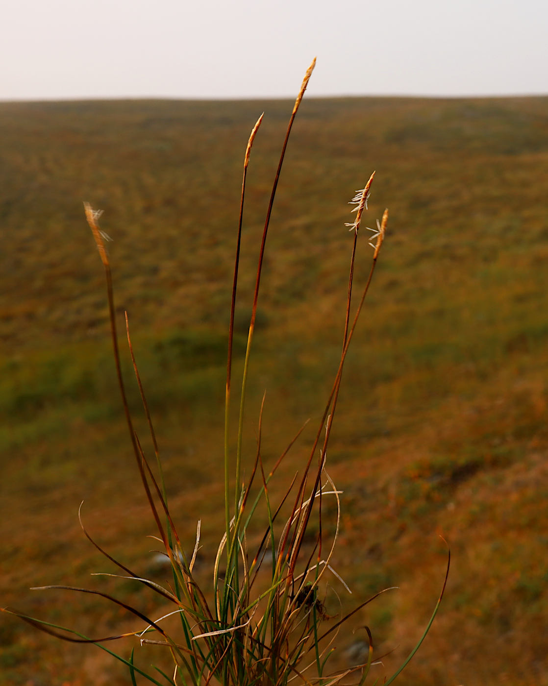 Image of Carex parallela specimen.