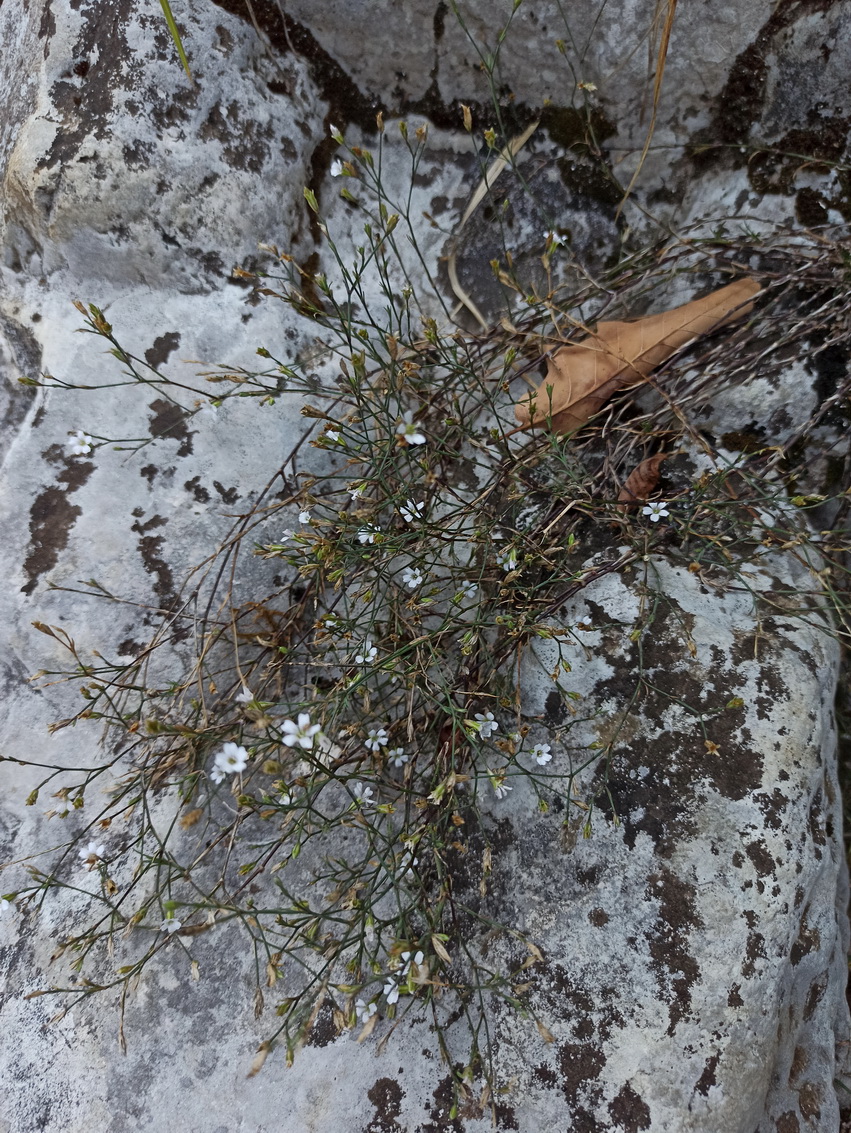 Image of familia Caryophyllaceae specimen.