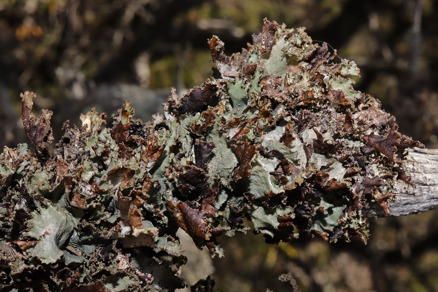 Image of Platismatia glauca specimen.