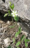 Cerastium brachypetalum subspecies tauricum. Цветущее растение. Крым, окр. Ялты, сосновый лес. 29 апреля 2011 г.