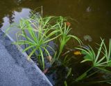 Смотреть изображение род Cyperus