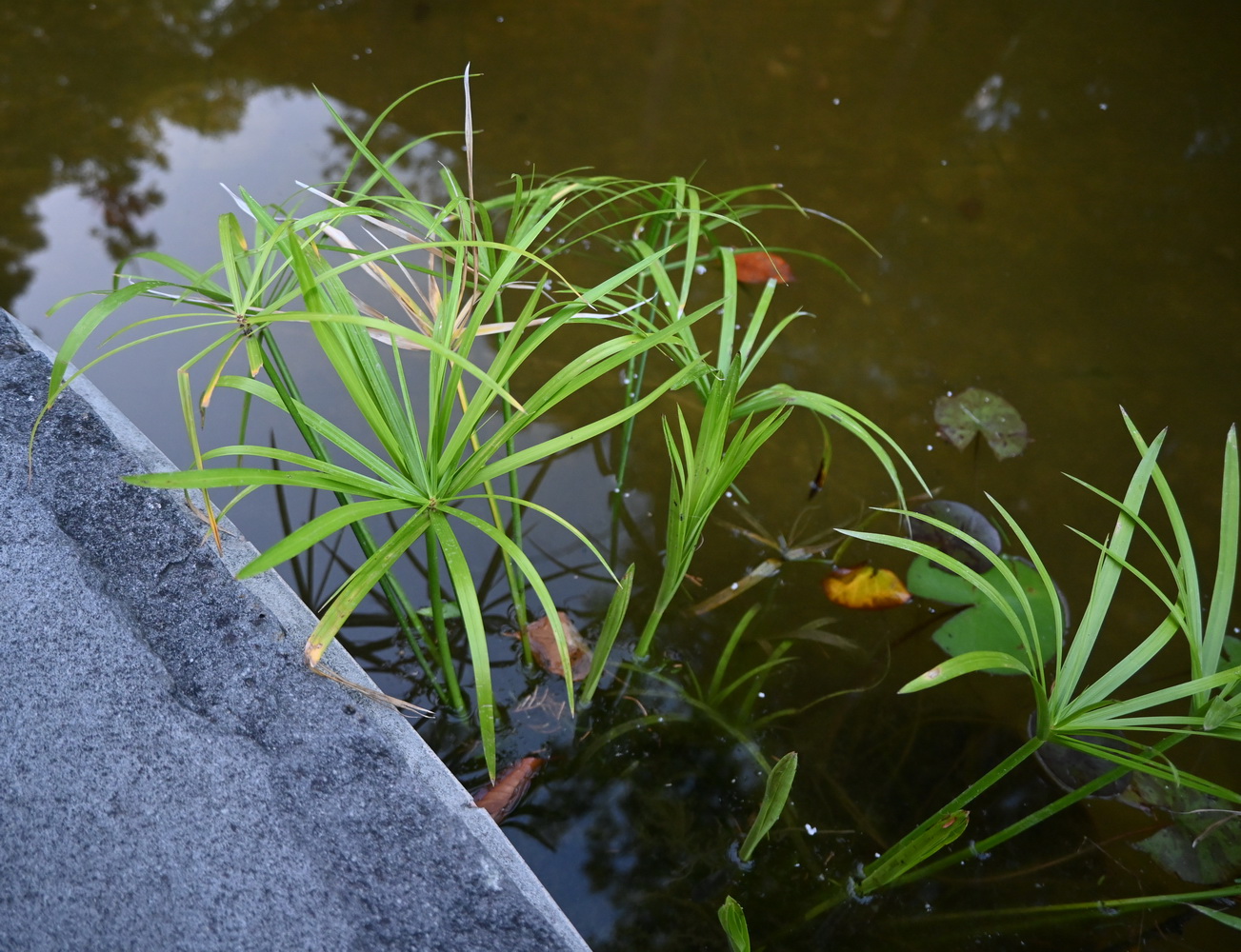 Изображение особи род Cyperus.