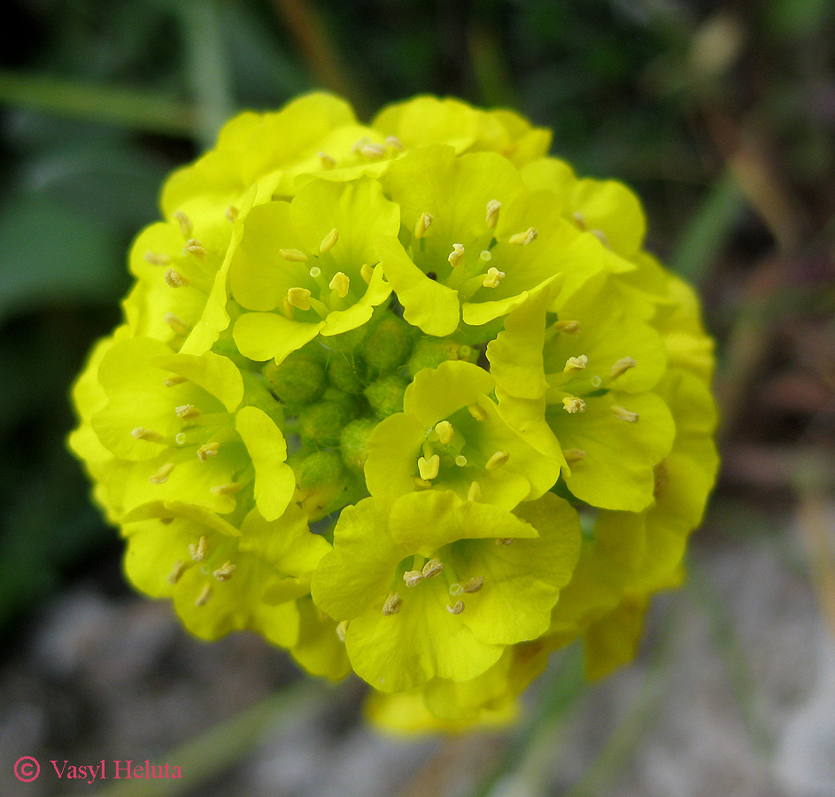 Image of Alyssum calycocarpum specimen.