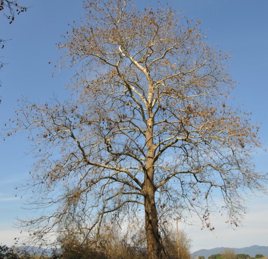 Изображение особи Platanus orientalis.