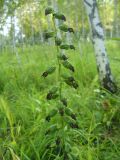 Epipactis helleborine