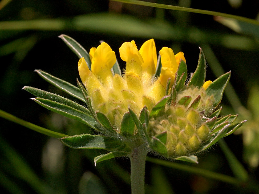 Image of Anthyllis carpatica specimen.