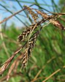 Carex cespitosa