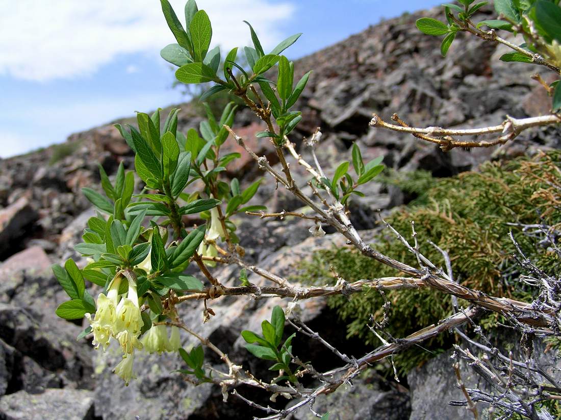 Изображение особи Lonicera hispida.