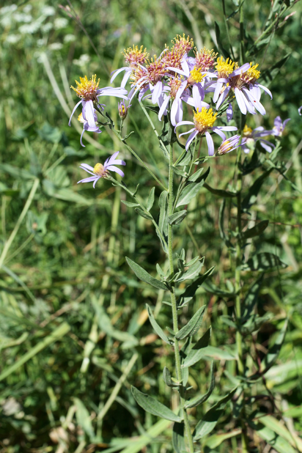 Изображение особи Galatella villosula.