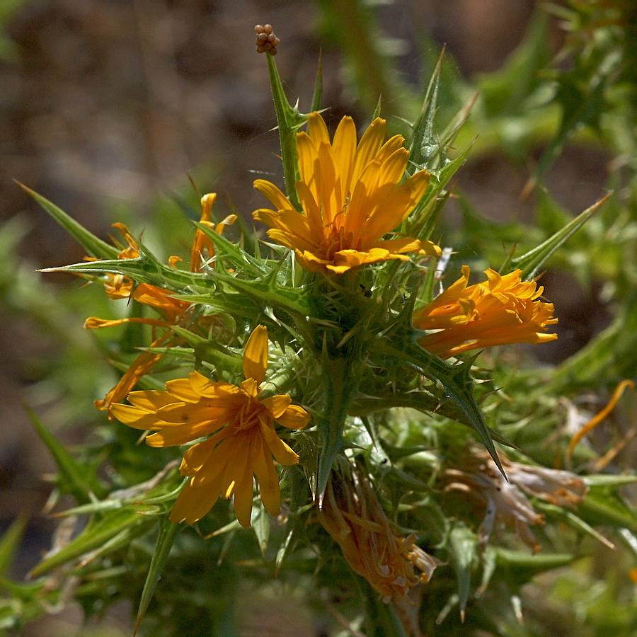 Изображение особи Scolymus hispanicus.