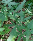 Althaea cannabina