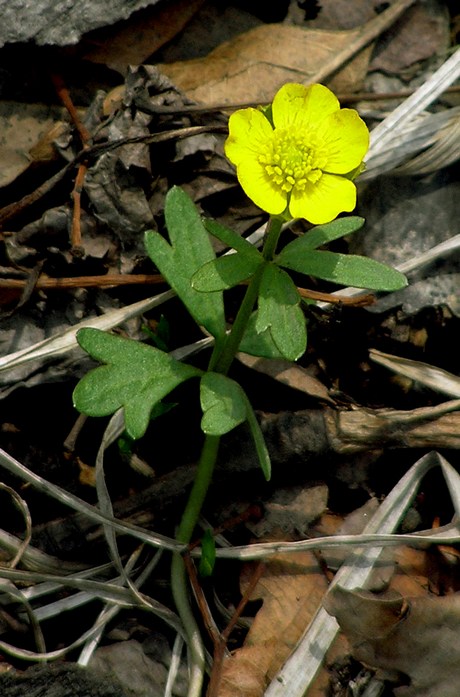 Image of Ranunculus franchetii specimen.
