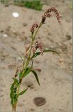 Persicaria lapathifolia