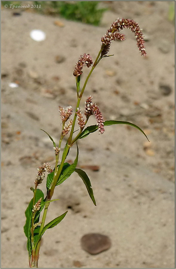 Image of Persicaria lapathifolia specimen.