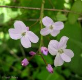 Lunaria rediviva. Соцветие. Украина, Ивано-Франковская обл., Надворнянский р-н, с. Максимец, берег реки. 20 июня 2011 г.