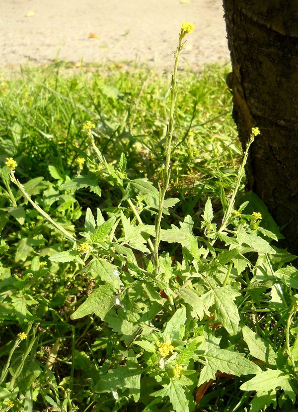 Image of Sisymbrium officinale specimen.